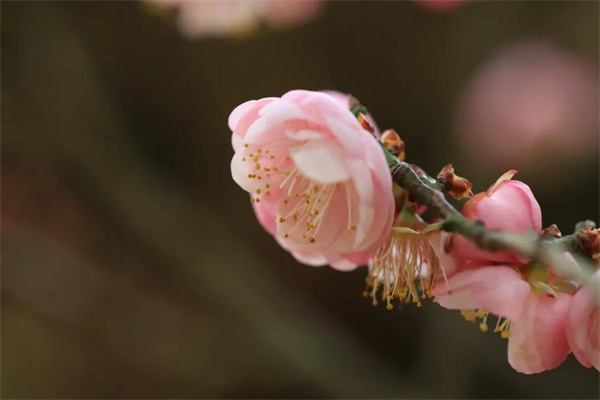 快來“云”賞梅！一起感受黑龍?zhí)兜陌迪闶栌皘春城冬韻·繁花