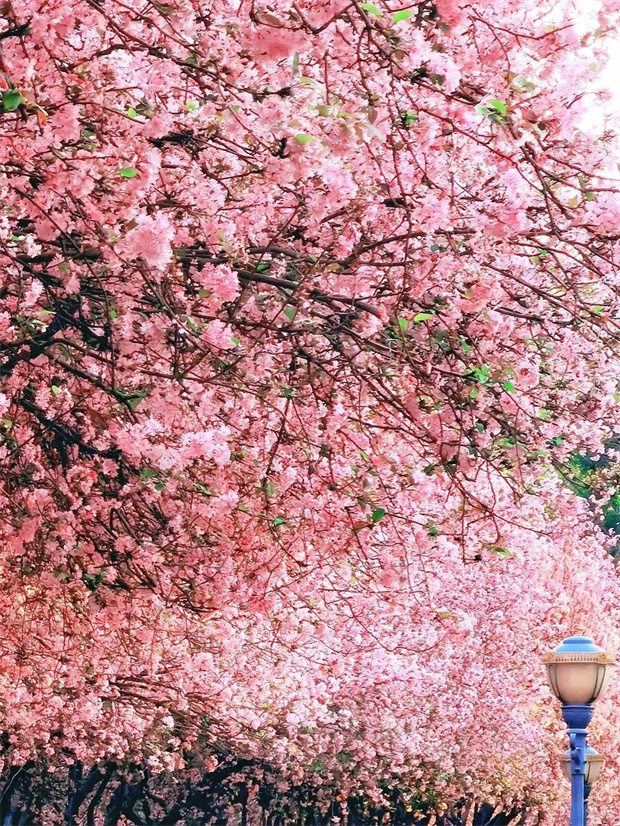 云南旅游,云南旅行社,云南團(tuán)建公司,云南會(huì)議公司,云南策劃公司,昆明旅游,昆明旅行社,昆明團(tuán)建公司,昆明策劃公司：146天“超長(zhǎng)春季”！進(jìn)來(lái)解鎖昆明踏春撒歡指南