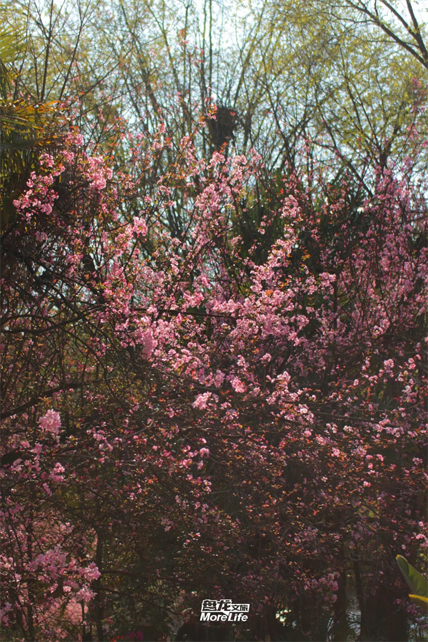 云南旅游,云旅行社,云南團(tuán)建公司,云南會(huì)議公司,云南策劃公司,昆明旅游,昆明旅行社,昆明團(tuán)建公司,昆明會(huì)議公司：想和你去海棠花下坐坐，哪怕什么話(huà)都不說(shuō)